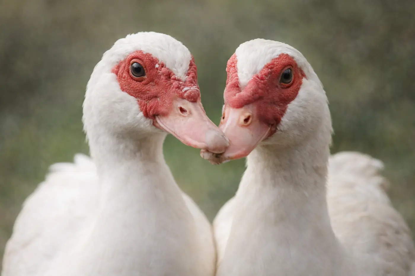 Deux canards de Barbarie blancs, bec contre bec
