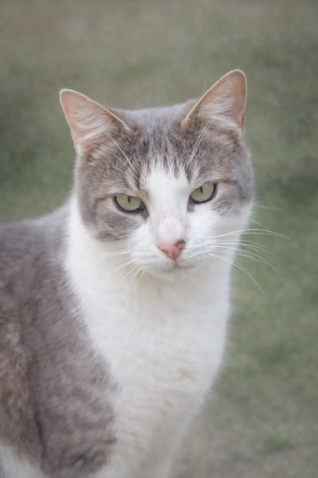 Apollo, le chat gris et blanc d’Héléna