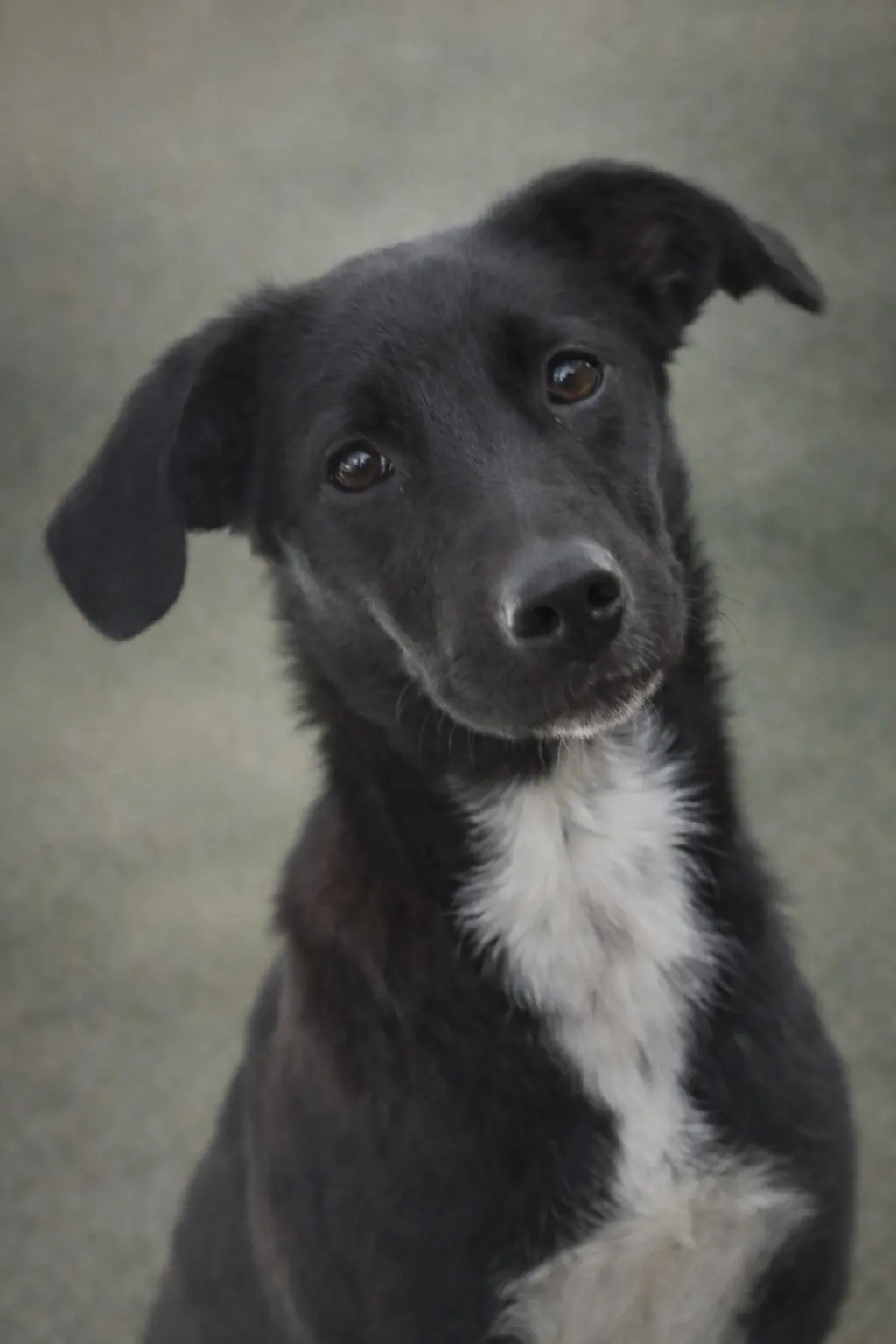 Akira, la chienne d’Héléna, noire et blanche aux oreilles tombantes