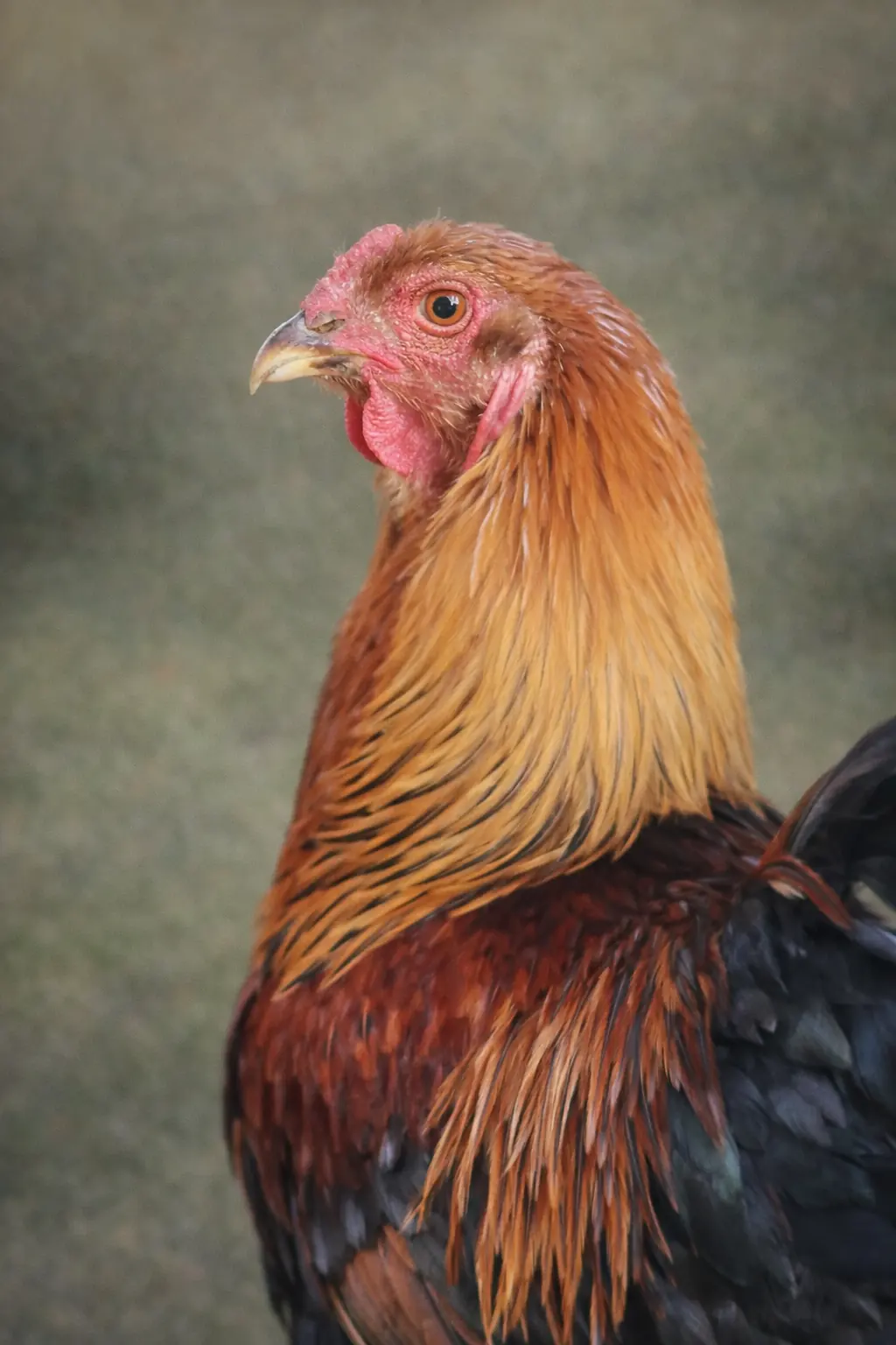 Portrait d’un coq aux plumes dorées et rousses