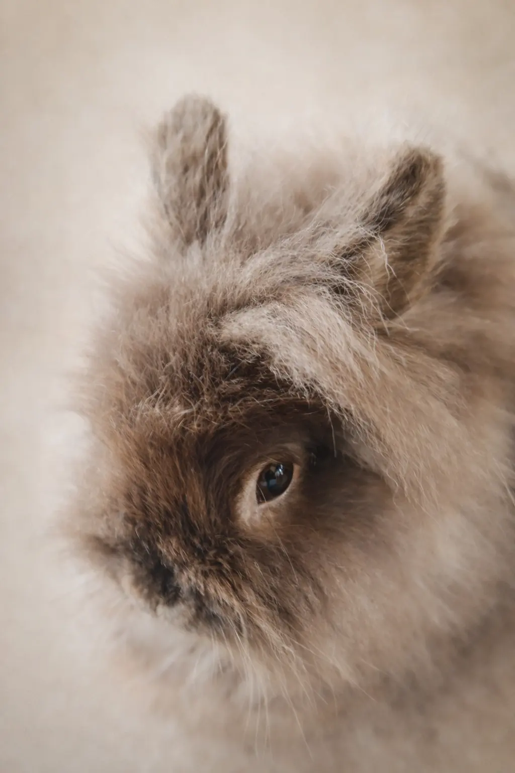 Cookie, lapin angora beige au pelage duveteux