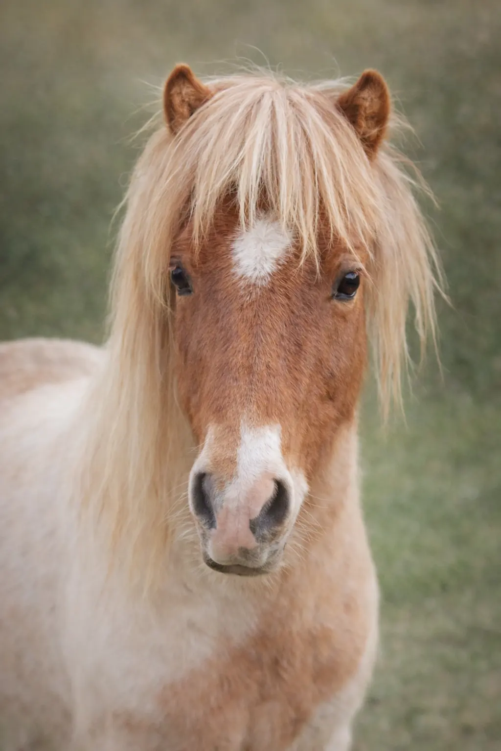 Dragibus, poney à la crinière blonde